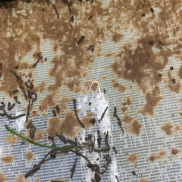 Nấm Đồng Tiền Trên Nhá Tôm: Nhận Biết Sớm và Xử Lý Hiệu Quả