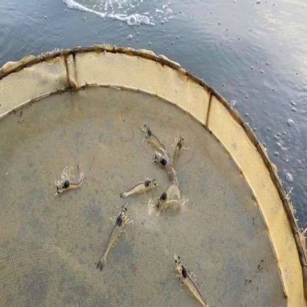 Chậm lớn do EHP: Mối đe dọa từ ký sinh trùng gan tụy trên tôm