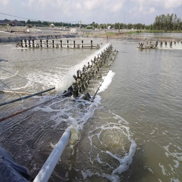 Gây Màu Nước Tảo Khuê: Giải Pháp Tối Ưu Cho Ao Nuôi Tôm