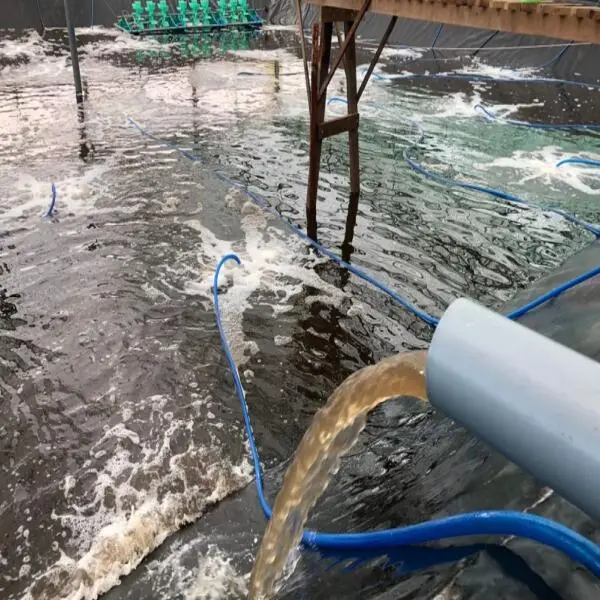 Tiết Kiệm Chi Phí Nuôi Tôm Nhờ Máy Cho Tôm Ăn Tự Động