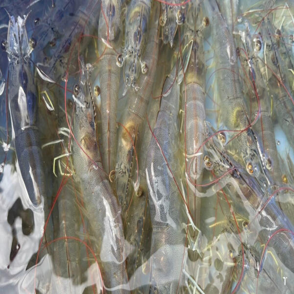 Hiệu Quả Mô Hình Nuôi Tôm 3 Giai Đoạn: Tăng Trưởng Và Bền Vững