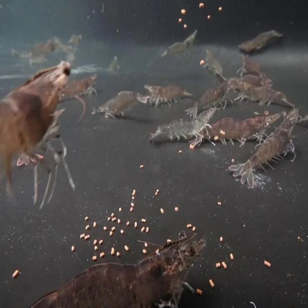 Tối Ưu Hóa Chi Phí Thức Ăn Qua Chất Lượng Tôm Giống: Bí Quyết Nuôi Tôm Hiệu Quả