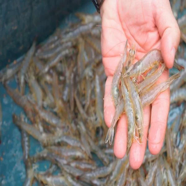 Khám Phá Sức Khỏe Tôm Thẻ: Nhiệt Độ và Các Phản Ứng Miễn Dịch