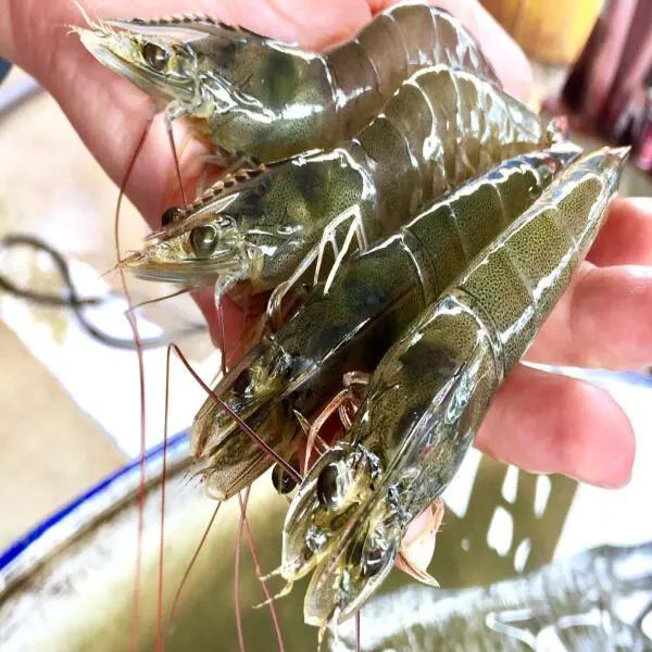 Thời Điểm Thay Nước Quan Trọng Trong Ao Nuôi Tôm