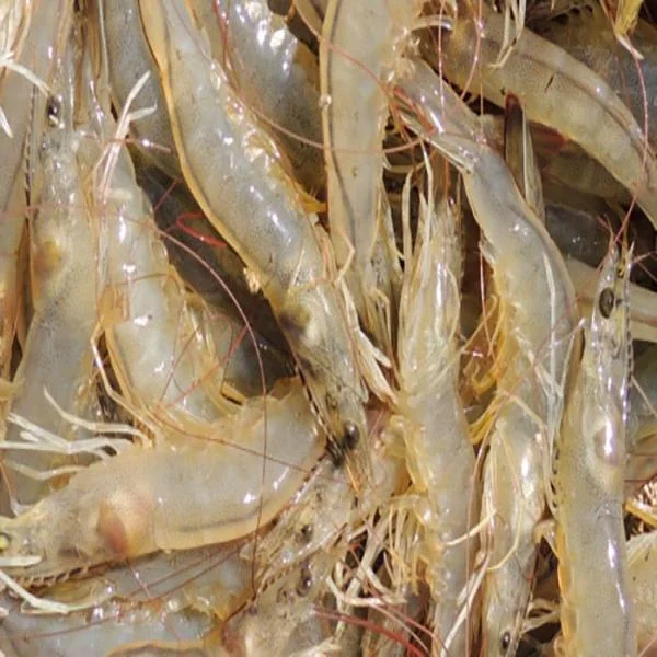 Tôm Thẻ: Ngôi Sao Mới Trong Ngành Nuôi Trồng Thủy Sản Việt Nam