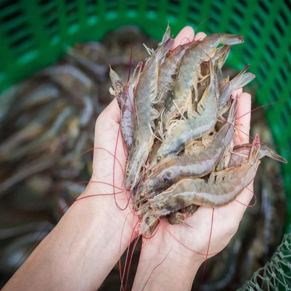 Kháng Thuốc Trong Nuôi Trồng Thủy Sản: Nguyên Nhân, Hậu Quả Và Giải Pháp