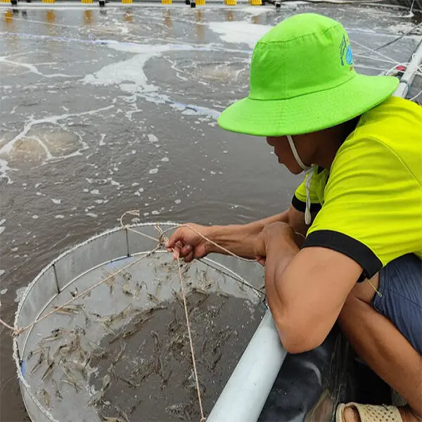 Các Phương Pháp Sử dụng Thuốc và Hóa Chất Hiệu Quả trong Nuôi Tôm Cá
