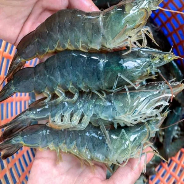 Nuôi Tôm Kích Cỡ Lớn: Chiến Lược Đối Phó Với Thử thách Hiện Tại