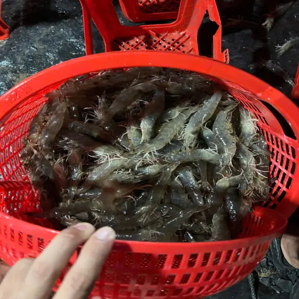 Tối Ưu Hóa Khoáng Chất Trong Ao Nuôi: Bước Đi Quan Trọng Để Bảo Vệ Sức Khỏe Tôm