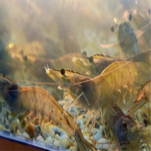 Quản lý độ mặn trong hệ thống RAS: Giải pháp bền vững cho nuôi tôm thẻ chân trắng