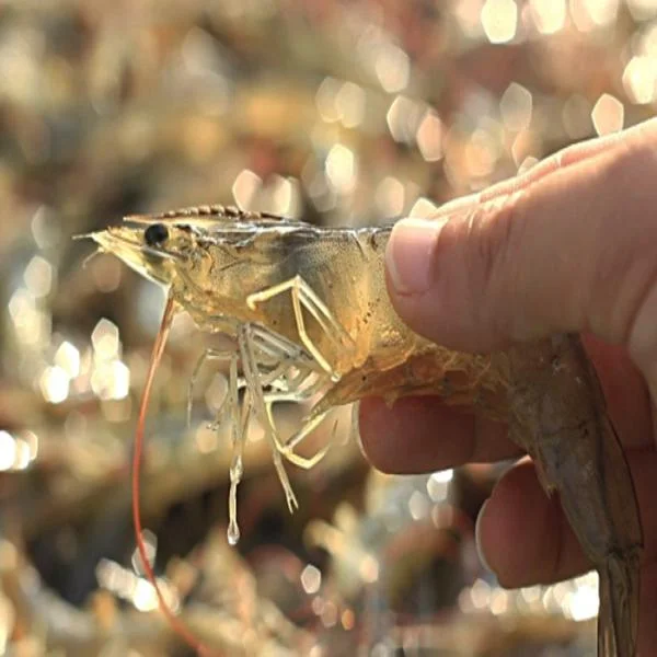 Quản Lý Tảo An Toàn: Giải Pháp Bảo Vệ Sức Khỏe Tôm Trong Nuôi Trồng Thủy Sản