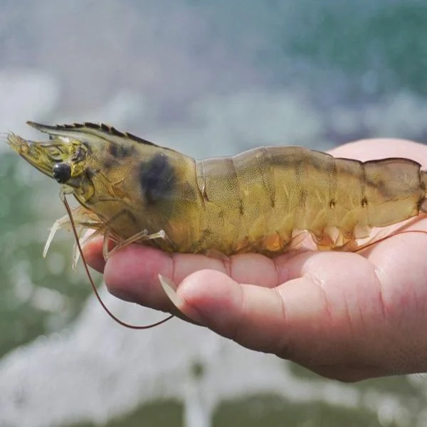 Tối Ưu Hóa Nền Đáy Ao Nuôi Tôm: Hướng Dẫn Chi Tiết và Thực Tiễn