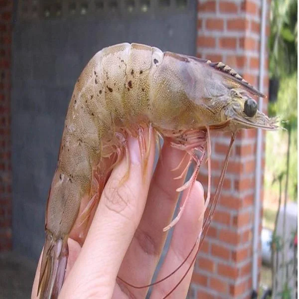 Giải Quyết Vấn Đề Bệnh Đốm Đen: Chiến Lược Duy Trì Sức Khỏe Đàn Tôm