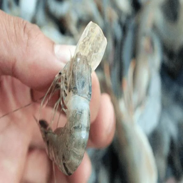 Tiềm Năng Vắc-Xin Phòng Bệnh Đốm Trắng Trên Tôm: Giải Pháp Mới Cho Ngành Nuôi Tôm