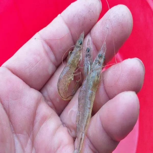 Tôm Bị Teo Gan: Nguyên Nhân, Dấu Hiệu và Giải Pháp Toàn Diện