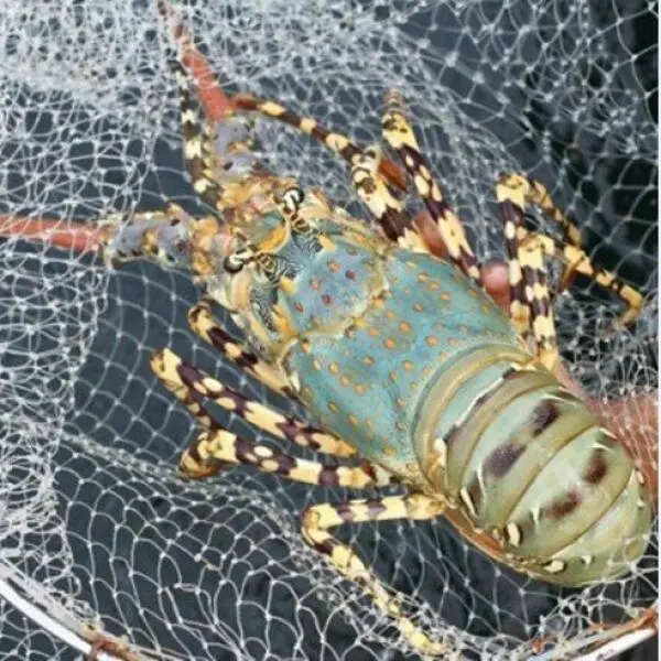 Phòng Bệnh Hiệu Quả Cho Tôm Hùm: Bí Quyết Để Nuôi Thành Công