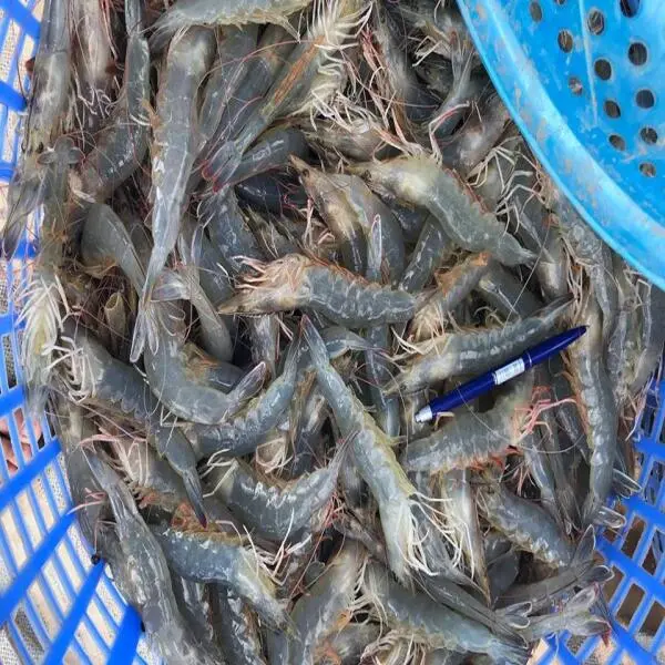 Nuôi Tôm Thành Công: Lợi Ích Của Việc Đánh Khoáng Đúng Cách