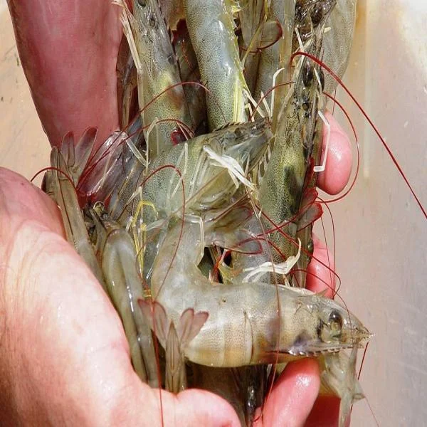 Bước Đi Quyết Định Trong Ngành Nuôi Tôm: Tối Ưu Hóa Tỉ Lệ Thành Công và Quản Lý Chi Phí