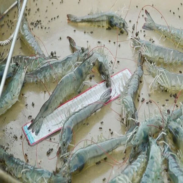 Giải pháp kiểm soát và phòng ngừa bệnh phân trắng trên tôm: Bảo vệ sức khỏe đàn tôm trong nuôi trồng thủy sản