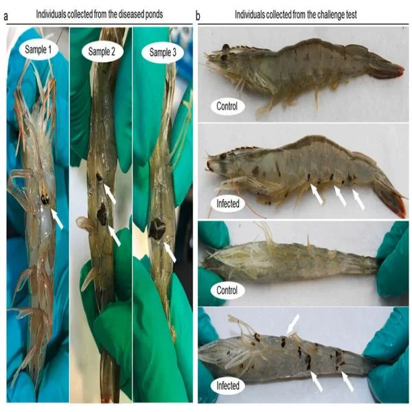 Phòng Ngừa Nhiễm Khuẩn Trên Tôm: Biện Pháp Hiệu Quả và Kỹ Thuật Quan Trọng