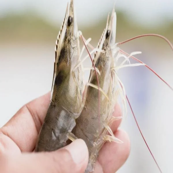 Khám Phá Bệnh Phân Trắng Trên Tôm: Nguyên Nhân, Dấu Hiệu và Giải Pháp Phòng Ngừa