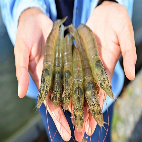 Kỹ Thuật Cho Tôm Ăn Hiệu Quả: Những Điều Cần Biết