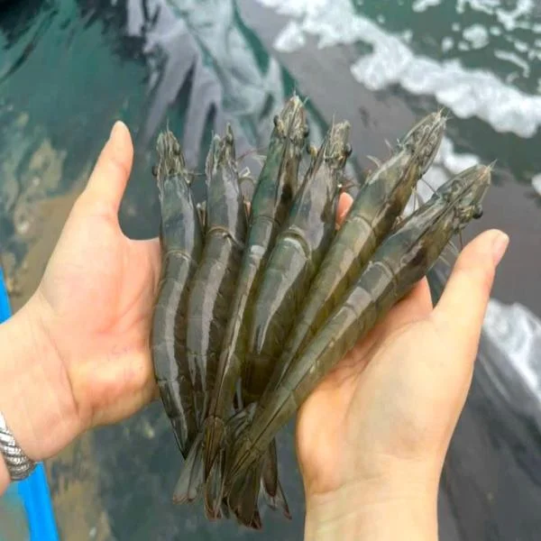 Nuôi Tôm Hiệu Quả Với Công Nghệ RAS Kết Hợp Giải Pháp Sinh Học