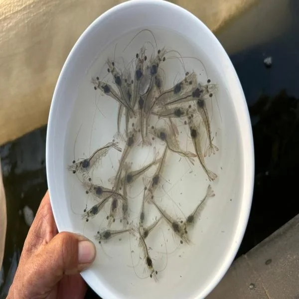 Chiến Lược Kích Thích Sự Thèm Ăn Của Tôm Để Đạt Năng Lượng Tối Ưu