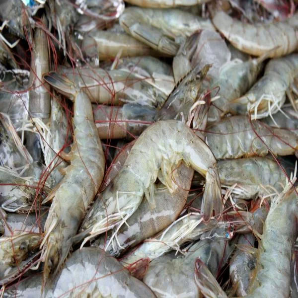 Đối Đầu Với Bệnh Tôm: EHP, WSSV, và EMS - Những Khía Cạnh Cần Biết