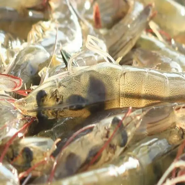 Phòng ngừa hiệu quả bệnh teo gan và bệnh gan ở tôm