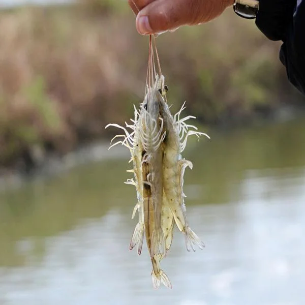Tăng Năng Lượng Và Giảm Rủi Ro :  Những Yếu Tố Sống Còn Trong Nuôi Tôm