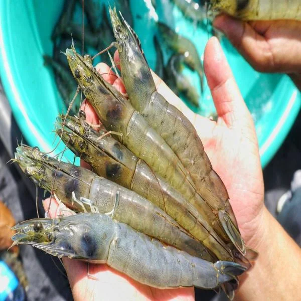 Tối Ưu Kích Thước Tôm Thẻ Chân Trắng: Giải Pháp Quản Lý Hiệu Quả