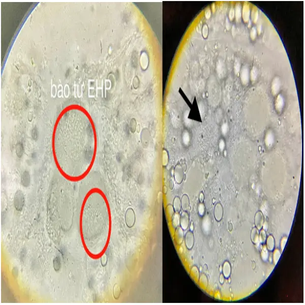 Tác Động Của Vi Bào Tử Trùng EHP Đối Với Tôm Thẻ