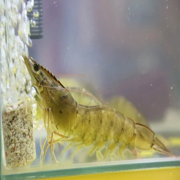 Đánh Giá Độ Nhạy Kháng Sinh: Chìa Khóa Giảm Lạm Dụng và Bảo Vệ Ngành Nuôi Tôm Bền Vững