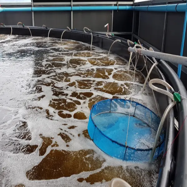 Duy Trì Oxy Hòa Tan Trong Ao Nuôi – Bí Quyết Nuôi Tôm Hiệu Quả