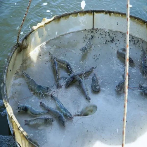 Tôm nuôi bị trống đường ruột? Cách chữa trị đơn giản và hiệu quả