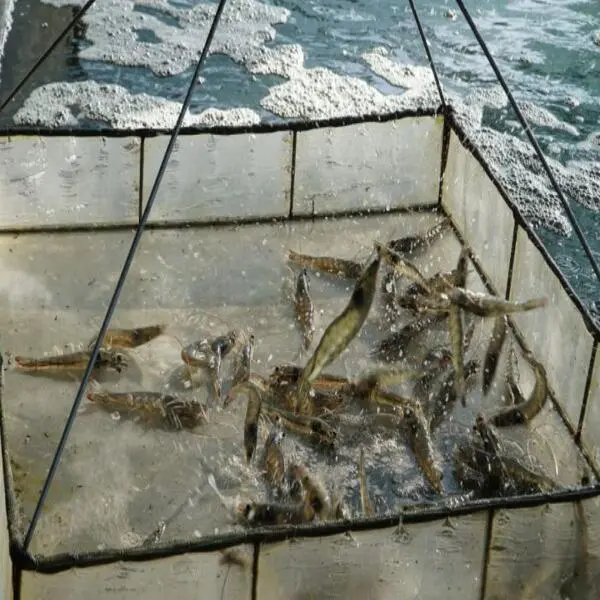 Tác Động Của pH Đến Tốc Độ Tăng Trưởng Của Tôm Nuôi