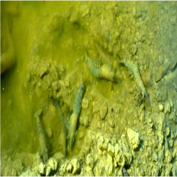 Ảnh Hưởng Của Mưa To Đến Tôm: Nguyên Nhân Và Giải Pháp Khắc Phục