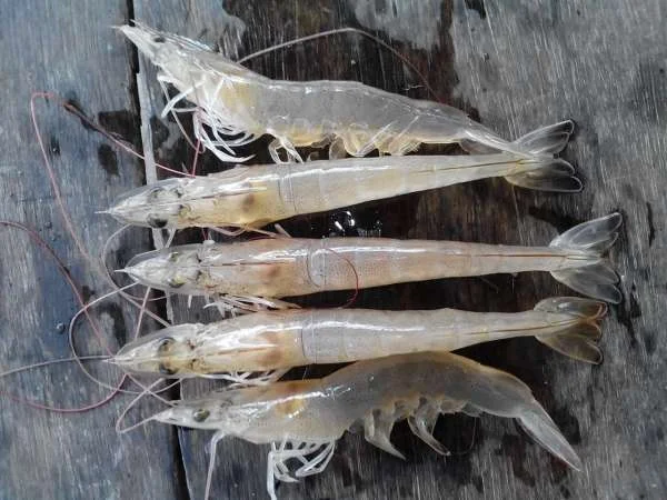 Chẩn Đoán và Phòng Trị Bệnh Đường Ruột trên Tôm: Chiến Lược Quan Trọng trong Nuôi Trồng Tôm Bền Vững