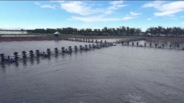 Quản lý khí H2S trong ao nuôi tôm: Vấn đề quan trọng cần lưu ý