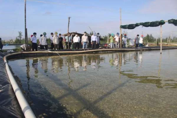 Quy trình và điều kiện nuôi ốc hương thương phẩm trong ao