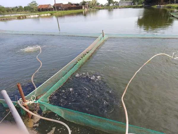 Làm Giàu Bằng Nghề Nuôi Cá Giống Thương Phẩm ở Gia Lai