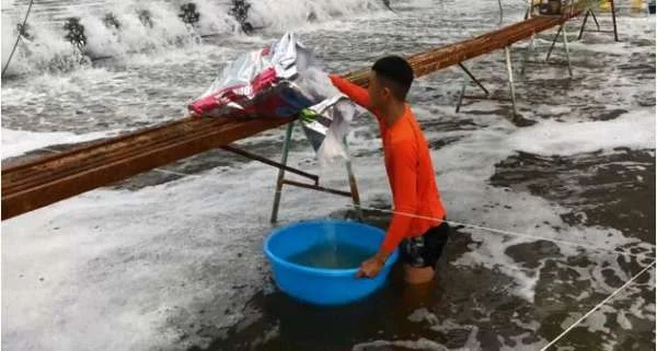 Đảm Bảo Sức Khỏe và Tăng Trưởng: Tầm Quan Trọng của Bổ Sung Khoáng Chất cho Tôm