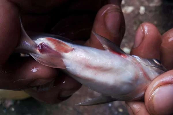 Cảnh Báo về Bệnh Trắng Da Bạc Mang Trắng Đuôi trên Cá Nước Ngọt: Mối Đe Dọa và Biện Pháp Kiểm Soát