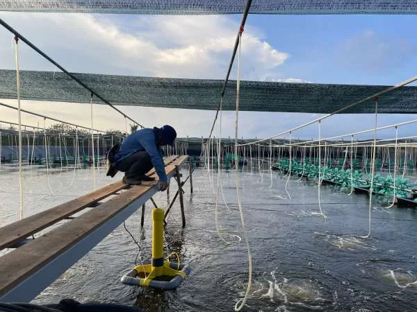 Tiến Độ Xây Dựng Khu Nông Nghiệp Ứng Dụng Công Nghệ Cao Phát Triển Tôm Ở Bạc Liêu"