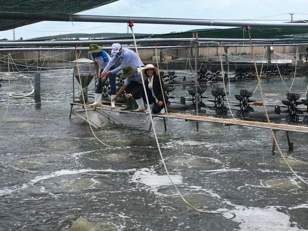 Hành Trình Phát Triển: Bình Đại và Bí Mật của Sức Hút Thủy Sản