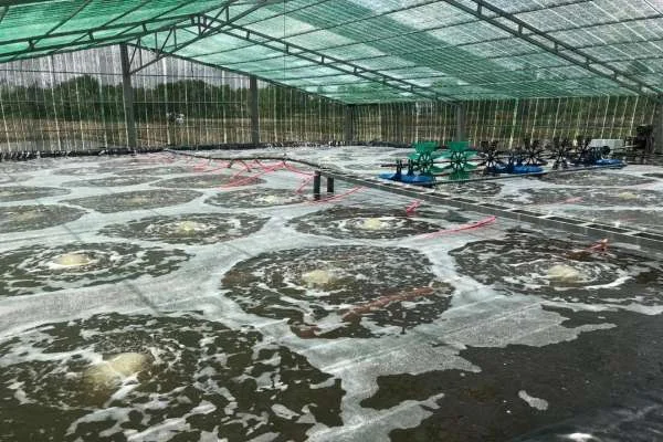 Cách Công Nghệ Thay Đổi Cách Nuôi Tôm: Sự Đổi Mới Trong Ngành