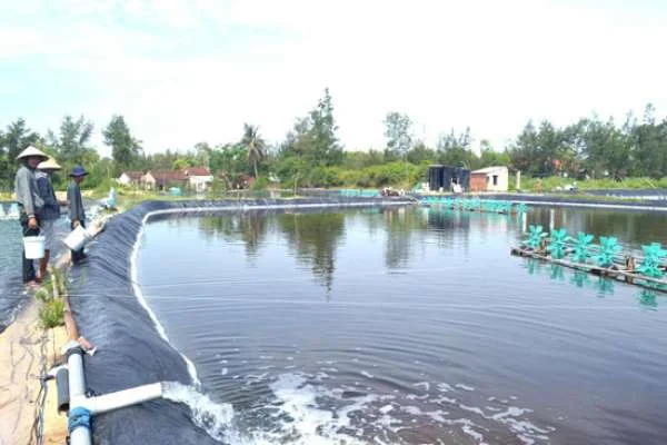 Bảo Vệ Môi Trường trong Nuôi Tôm: Từ Xử Lý Nước Ao Lắng đến Chiến Lược Bền Vững