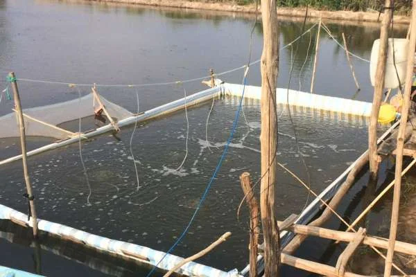 Mô hình Nuôi Tôm Sinh Thái: Hiệu Quả và Bền Vững