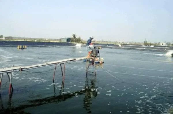 Tiết kiệm nước, tăng hiệu quả: Chiến lược quản lý ao nuôi tôm ít thay nước